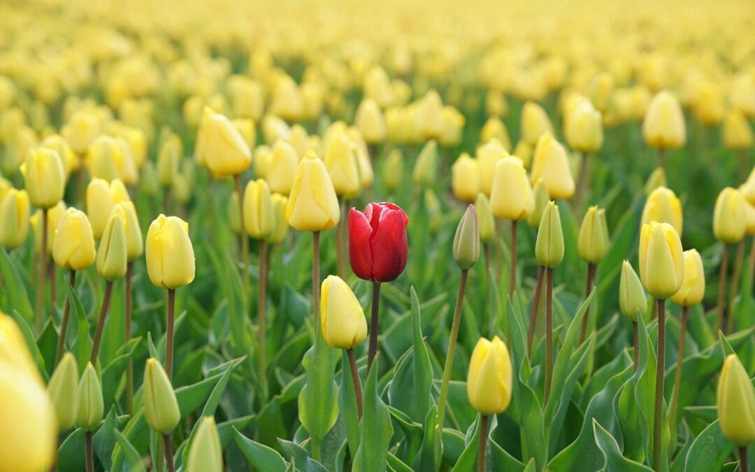 red tulip flower in yellow tulip field