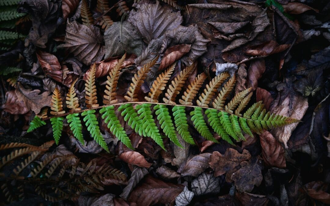 Boston fern on dried leaves